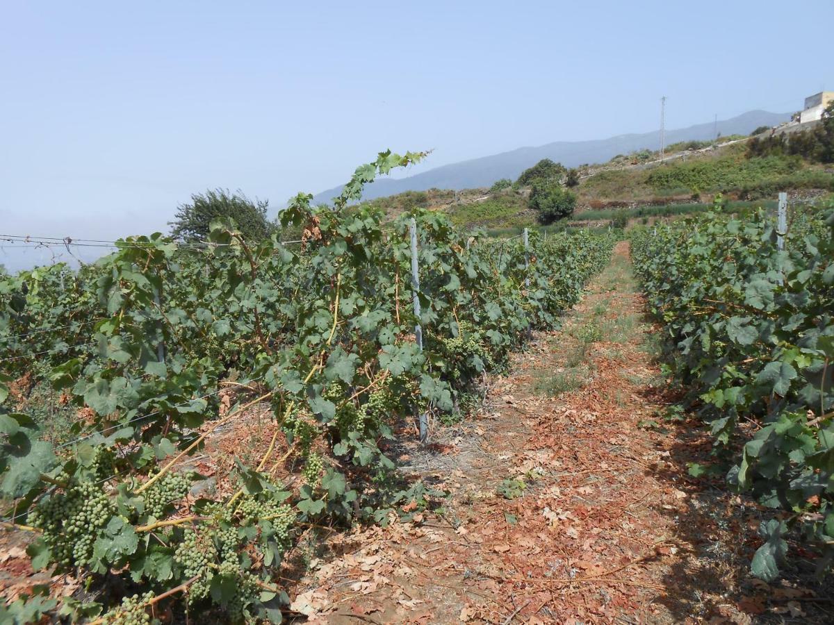 Casitas Las Uvas Y Las Vinas Los Realejos Zewnętrze zdjęcie