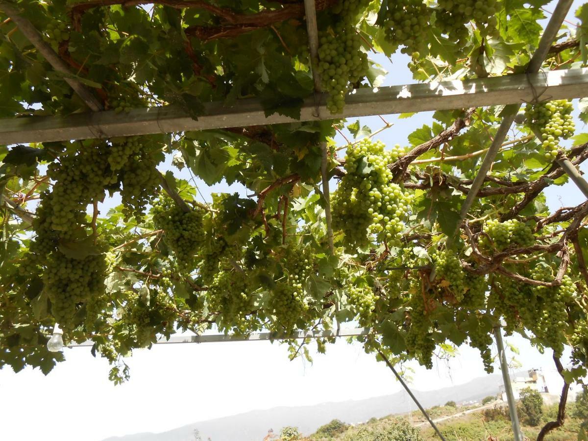 Casitas Las Uvas Y Las Vinas Los Realejos Zewnętrze zdjęcie